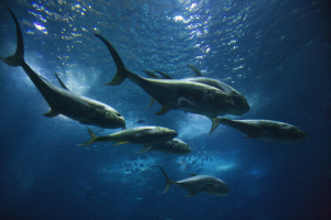 Dolphin slide title