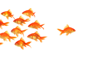 fishies