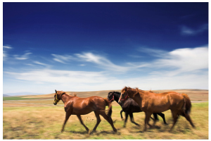 horses