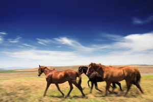 Horse slide title
