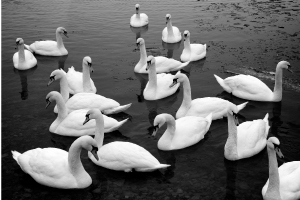 swans