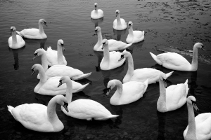 Swan slide title